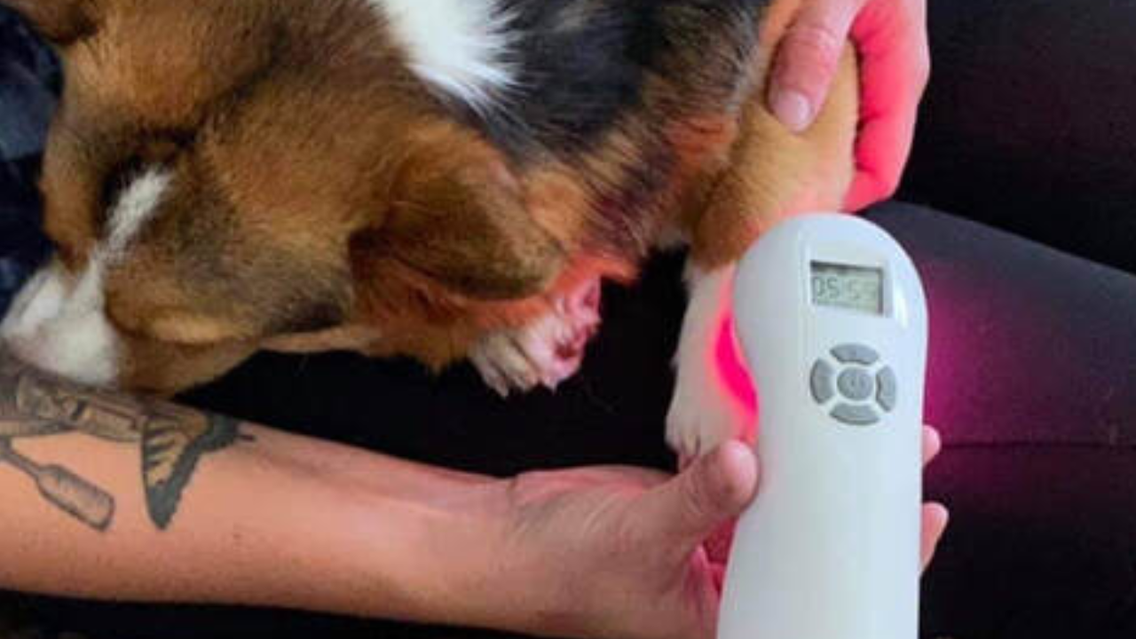 Which Diseases Can Be Treated in Animals Using Laser Therapy?